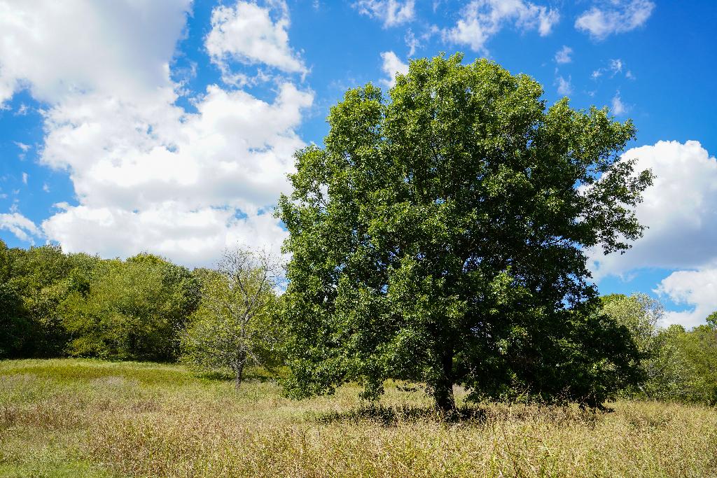 A solitary tree in an open field with blue skies and scattered clouds at Peacock Hill, Tennessee, representing natural beauty and tranquility.